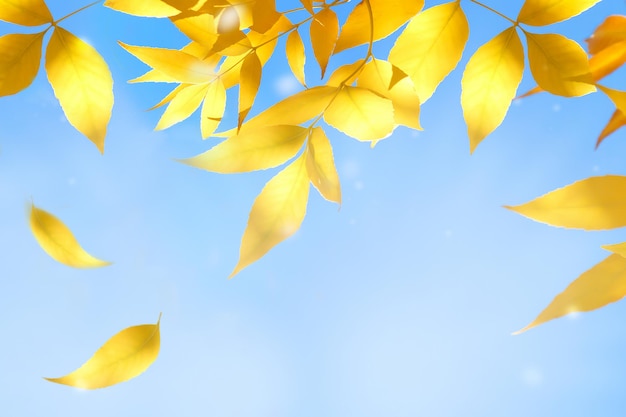 Natural autumn background Yellow autumn leaves against the blue sky Free space for text