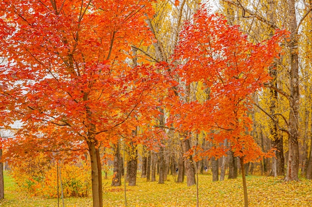 Natural autumn fall view of trees with red orange leaf in garden forest or park maple leaves during