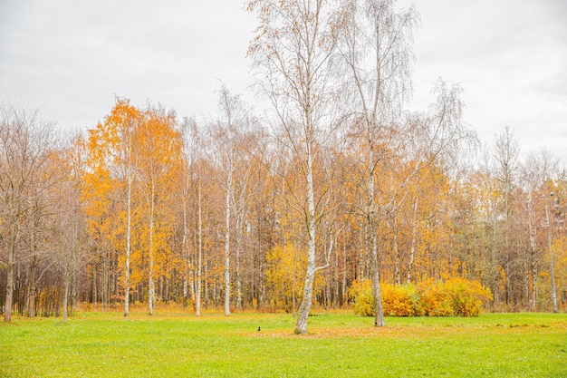 Vista autunnale naturale di alberi con foglia di arancia gialla in alberi di foresta o parco con foli colorati