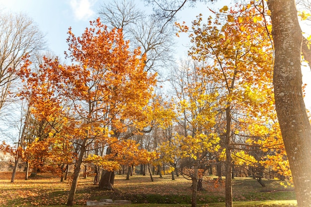 정원 숲이나 공원에 노란색 오렌지 잎이 있는 나무의 자연 가을 보기 가을 시즌 동안 오크 잎 10월 또는 9월에 영감을 주는 자연 계절 개념의 변화