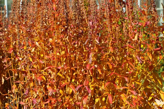 natural autumn orange background from dry stems of an ornamental plant in a botanical garden