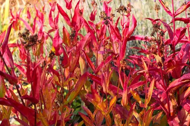 植物園の観賞植物の乾燥した茎からの自然な秋の赤い背景