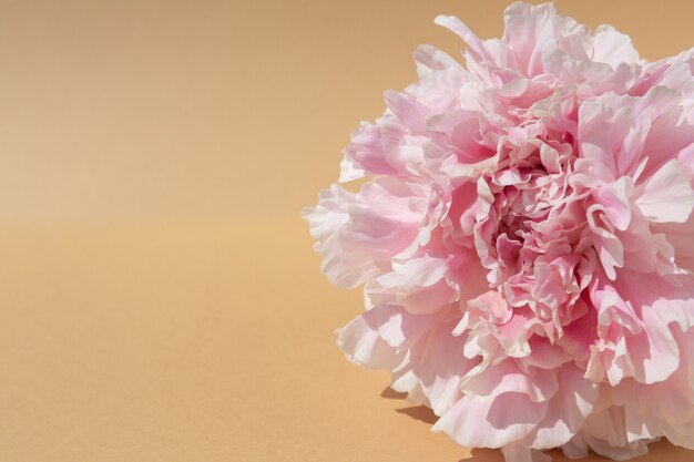 Natural backdrop Peony flower bud