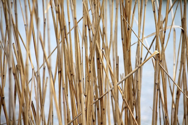 Естественный фон из тростника на берегу озера