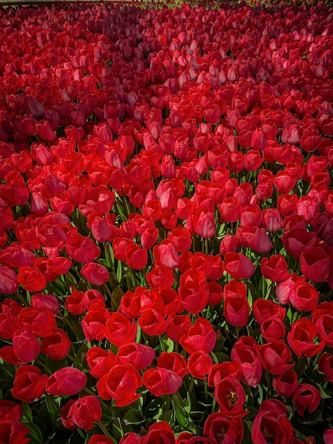 Natural background of beautiful summer tulips spring tulips