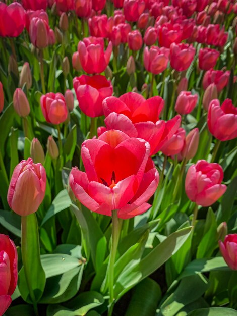 Natural background of beautiful summer tulips spring tulips