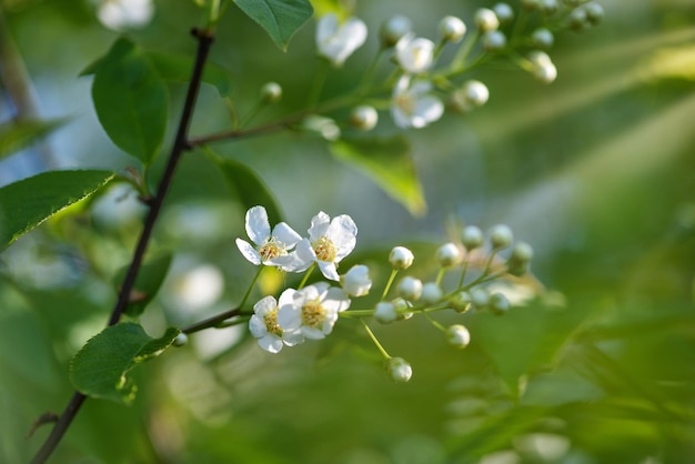 자연 배경 새 체리 개화 Prunus padus