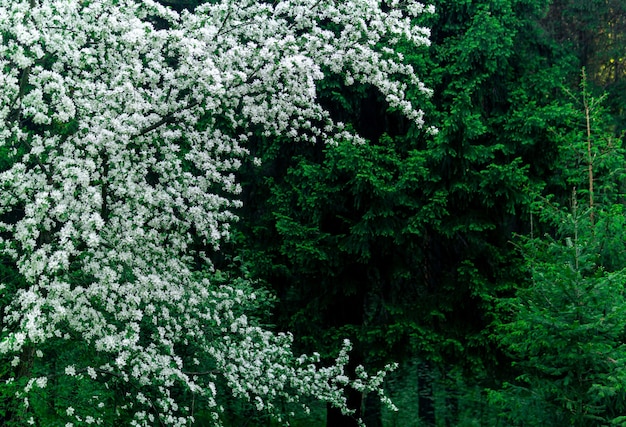 自然の背景-針葉樹林に対して咲くリンゴの木