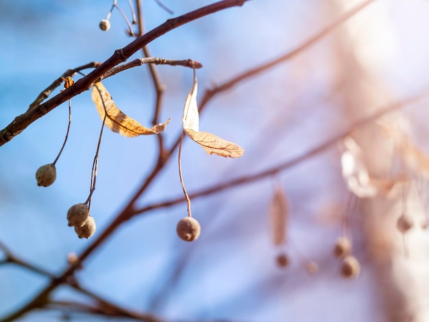 Sfondo naturale di rami con foglie essiccate. concetto di primavera