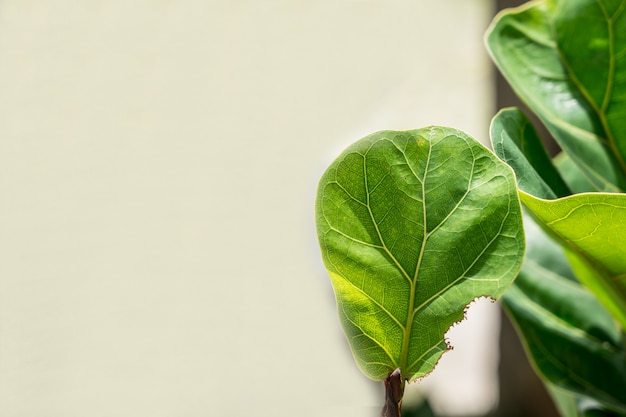 Natural background of bright green Blurred abstract 