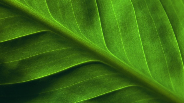 Natural background. Bright green leaf of plant close up. Invoice.