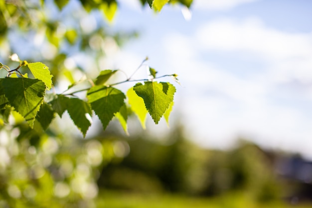 Natural background. Bright spring background with green leaves on a birch branch in the sunlight. There is a revenge for the text