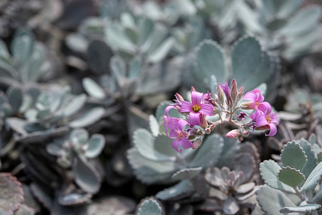 Natural background Cactus succulent plant