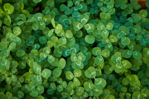 Natural background close-up of clover leaves, selective focus