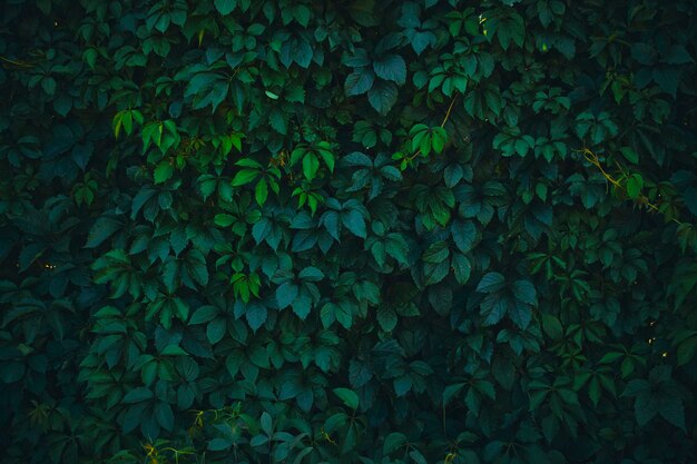 Natural background dense green foliageGreen wall and hedge