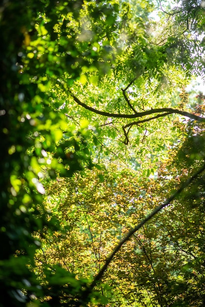 Foto sfondo naturale fitta foresta verde