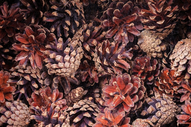 Natural background of dried small beautiful colorful brown pine cones lying in a mess