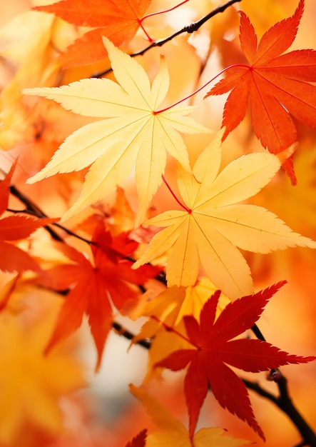 The natural background of fallen leaves in autumn