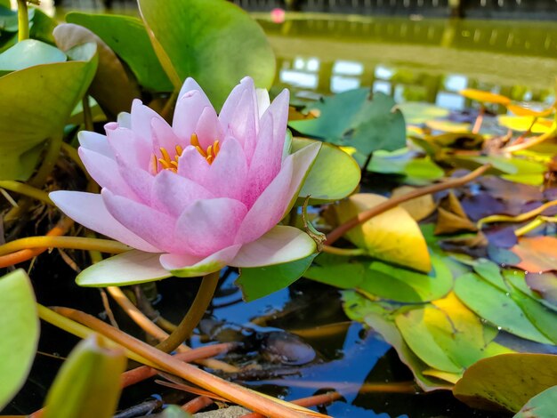 自然な背景の花と睡蓮の葉