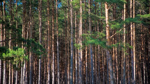 Natural background forest