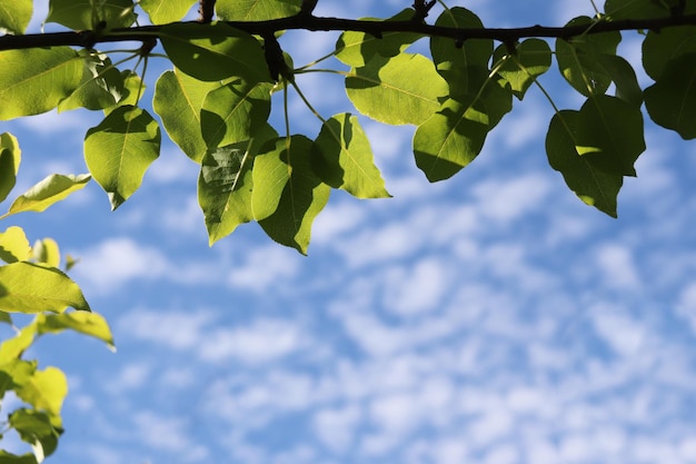 Natural background frame tree branch