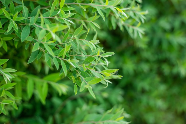 The natural background of fresh green leaves, photo concept nature and plant.