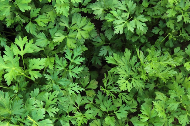 Natural background of fresh herbs parsley
