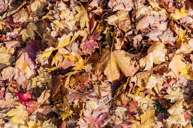 Sfondo naturale da foglie autunnali senza elaborazione. concetto per il design. foglie in ottobre.