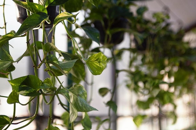 Natural background from glossy green leafs of ivy plant in greenhouse