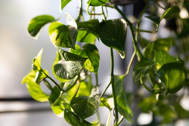 温室のツタ植物の光沢のある緑の葉からの自然な背景