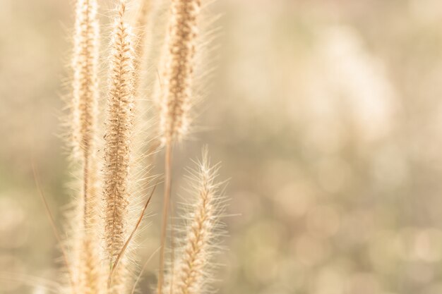 Natural background from grass flowers