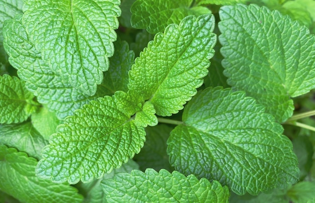 Natural background from mint branches.  Closeup of mint texture.