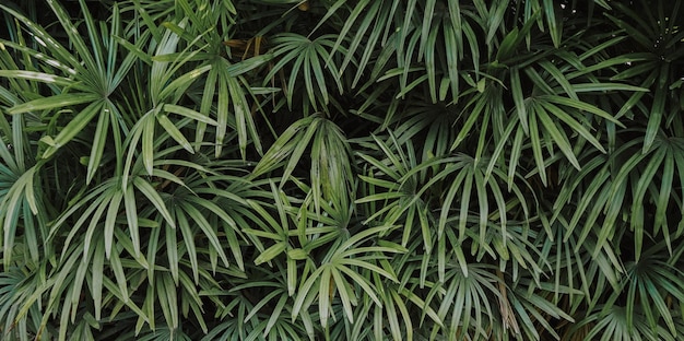 빈티지 필터가 있는 녹색 코코넛 야자수 잎의 자연 배경