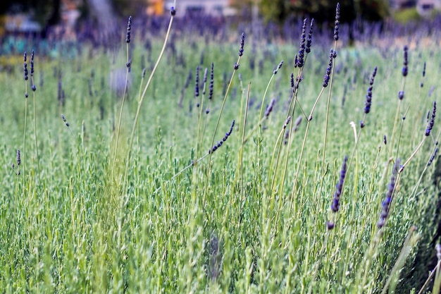 Foto sfondo naturale del campo verde con sfocatura