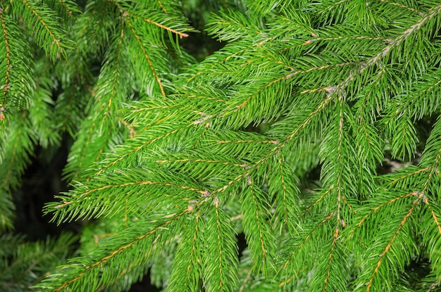 Natural background of green fresh spruce branches in closeup