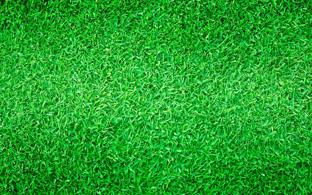 Photo natural background of green grass smal