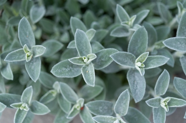 Natural background, green leaves, flowers.