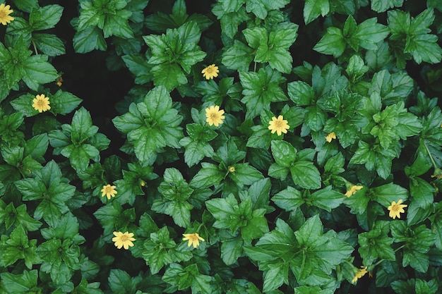 Sfondo naturale di foglie verdi e piccolo fiore giallo con filtro vintage