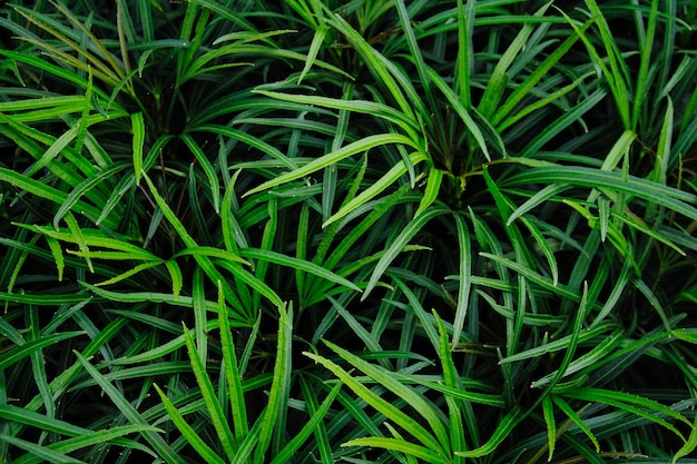 Естественный фон из зеленых листьев со старинным фильтром