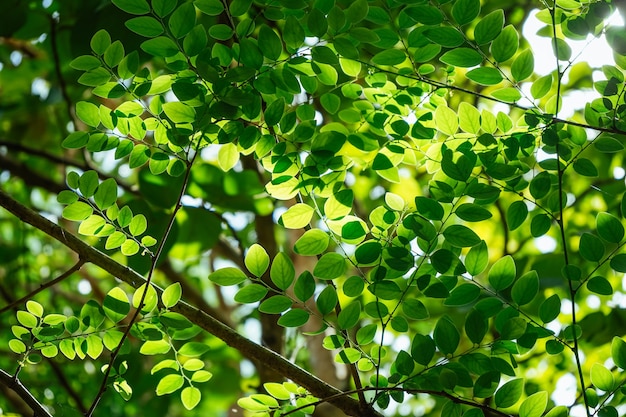 Natural background of green leaves