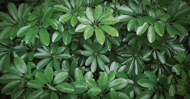 Natural background of green leaves