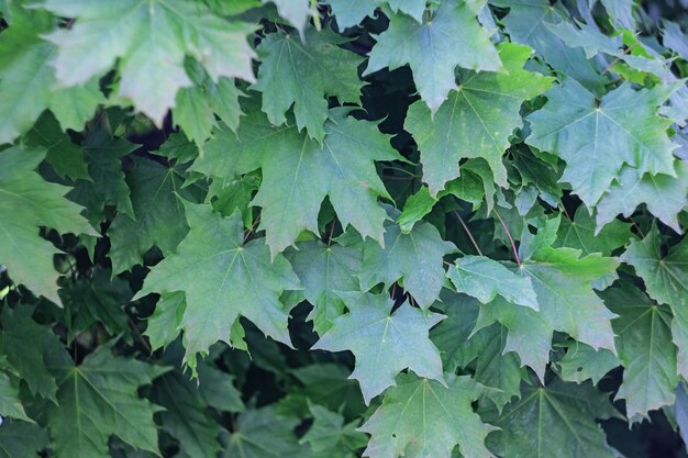 Natural background of green maple leaves close up