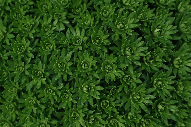 Natural background of green saxifrage leaves