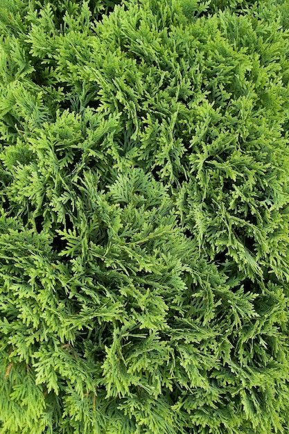 Natural background green thuja texture