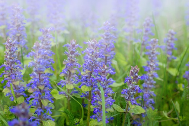 The natural background is blue flowers and green grass