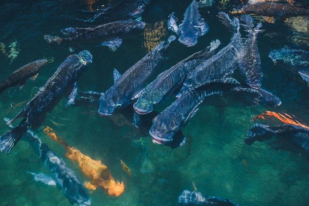 カラフルな魚と自然の背景湖