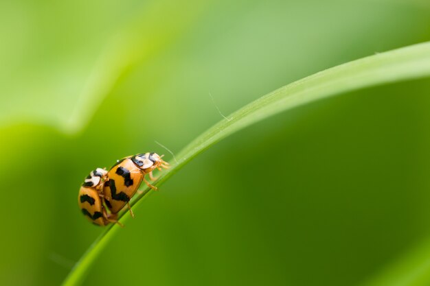 Natural background love making ladybugs couple on green background. 