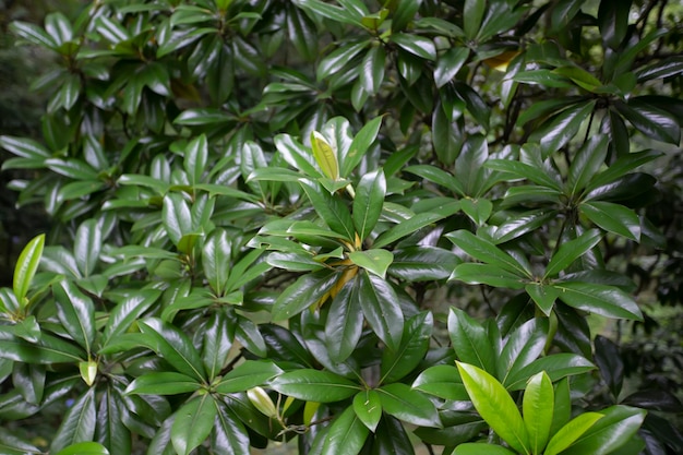 Natural background of magnolia grandiflora leaves