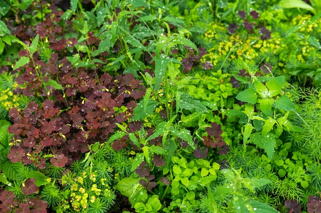 Photo natural background - meadow with a variety of grassy vegetation during the rain close up