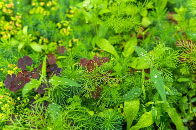 Photo natural background - meadow with a variety of grassy vegetation during the rain close up